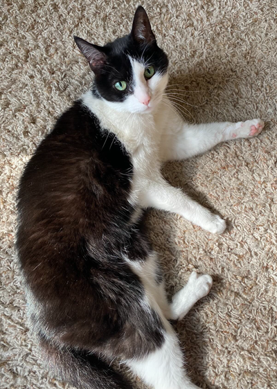 Laura Dixon-Caldwell's female, black and white cat Peggy